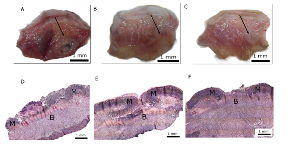 1729666796391311.png image.png